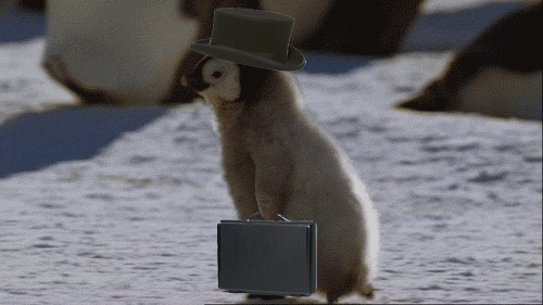 1455537618419723.gif giphy.gif