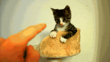 1456302213529396.gif 7cb8d71bgw1f19gdr4x0ug209q05he6y.gif