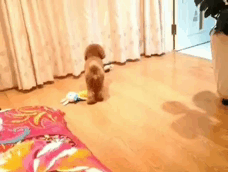 1456823391910293.gif 62037b5agw1f1h7rhmr8zg206c04shdt.gif