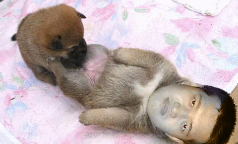 游戏资讯 【游腔滑调】表弟的第一次 诗诗女生变人妇    我只知道