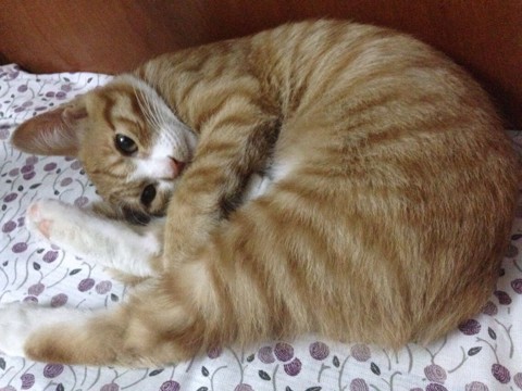 《COS大乱斗》日常曝光 猫酱和男神sama的四月物语
